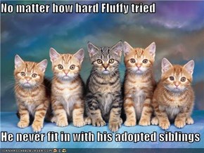No matter how hard Fluffy tried  He never fit in with his adopted siblings