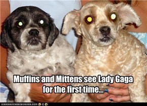 Muffins and Mittens see Lady Gaga for the first time...
