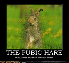 THE PUBIC HARE