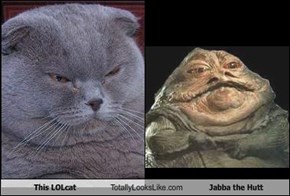 This LOLcat Totally Looks Like Jabba the Hutt