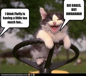 Lawnmowin Cat