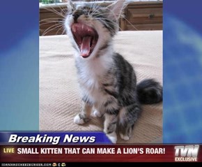 Breaking News - SMALL KITTEN THAT CAN MAKE A LION'S ROAR!