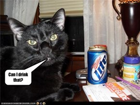 kitty drink that?