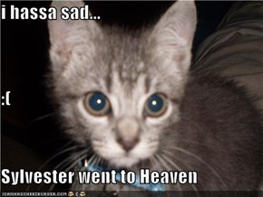 i hassa sad... :(                                                          Sylvester went to Heaven