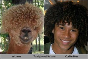 A Llama Totally Looks Like Corbin Bleu
