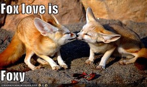 Fox love is  Foxy