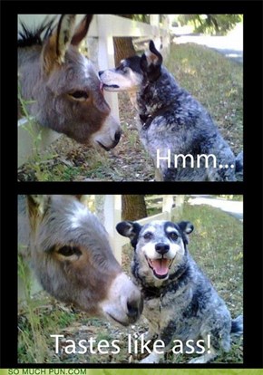 Donkey Ho! Tay?