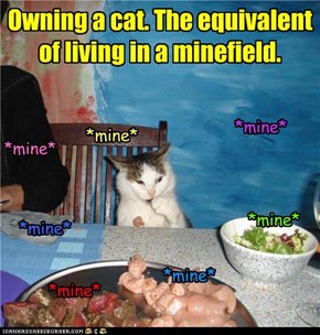 Owning a cat. The equivalent of living in a minefield.
