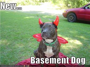 New...  Basement Dog