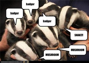 badger song badgers!!!
