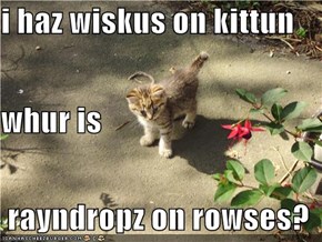 i haz wiskus on kittun whur is  rayndropz on rowses?