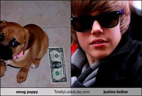 smug puppy Totally Looks Like justine beiber