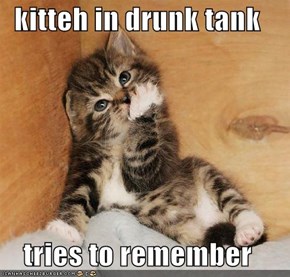 kitteh in drunk tank  tries to remember