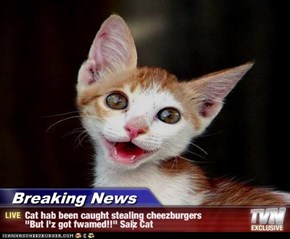 Breaking News - Cat hab been caught stealing cheezburgers "But I'z got fwamed!!" Saiz Cat