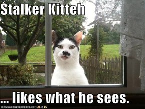 Stalker Kitteh  ... likes what he sees.
