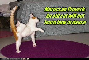 Moroccan Proverb: An old cat will not learn how to dance
