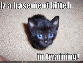 Iz a basement kitteh  in twaining!