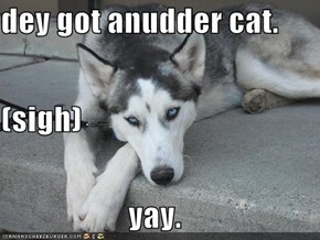 dey got anudder cat. (sigh) yay.