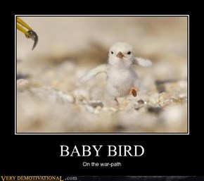 BABY BIRD