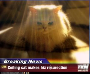 Breaking News - Ceiling cat makes hiz resurection