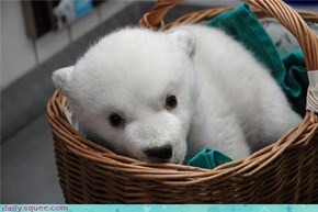 Polar Bear Delivery