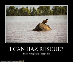 I CAN HAZ RESCUE?