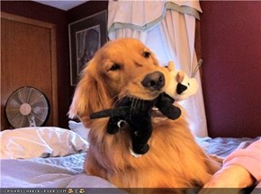 Goggie with Cow