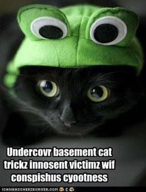 Undercovr basement cat