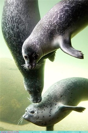 Seal Posse 