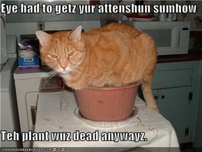 Eye had to getz yur attenshun sumhow  Teh plant wuz dead anywayz.