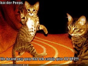 hai der Peeps  We heard yew guyz haz teh catnip give ITZ UPZ!!!