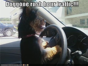Doggone rush hour traffic!!!