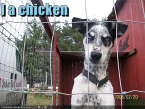 I a chicken