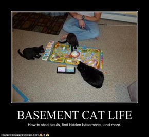 BASEMENT CAT LIFE
