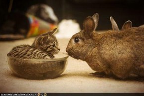 Cyoot Kitteh of teh Day: Ur a Hare 2 Big 2 Fit in Dis Bowl Wiff Meh