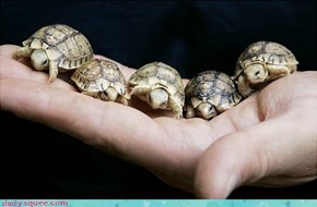 Teeny Tiny Turtles 