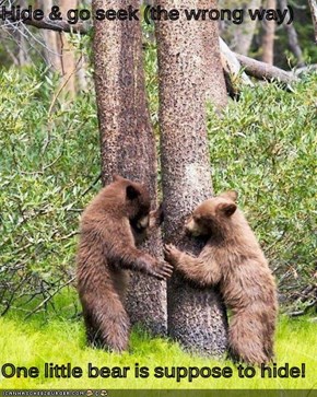 Hide & go seek (the wrong way)  One little bear is suppose to hide!