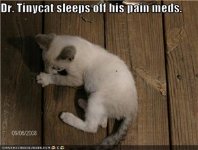 Dr. Tinycat sleeps off his pain meds.