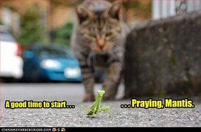A Good Time To Start Praying, Mantis