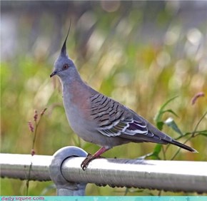 Whatsit Wednesday: Fix Your Hair, Bird