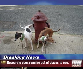 Breaking News - Desparate dogs running out of places to pee.