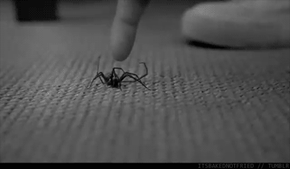 Effing Spiders