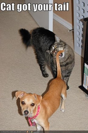 Cat got your tail