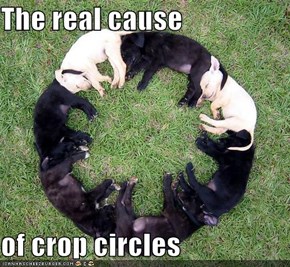 The real cause   of crop circles