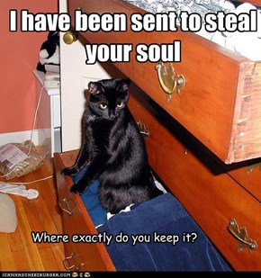 Basement cat's first assignment