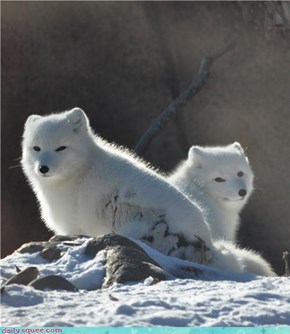 Arctic Foxes