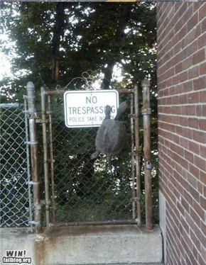 Disobedient Turtle WIN