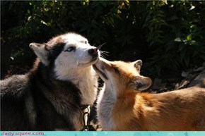 Interspecies Love: Up Close and Personal 