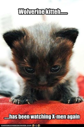 Comic kitten
