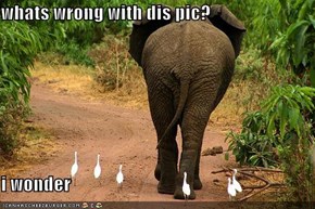 whats wrong with dis pic?  i wonder